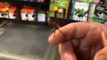 Free download 5c3 Ghost Praying Mantis video and edit with RedcoolMedia MovieStudio video editor online and AudioStudio audio editor onlin