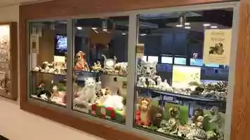 Free download 5c5 Cat Display Window (no sound) video and edit with RedcoolMedia MovieStudio video editor online and AudioStudio audio editor onlin