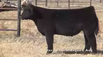 Free download 6789 - Here I Am x Angus - August video and edit with RedcoolMedia movie maker MovieStudio video editor online and AudioStudio audio editor onlin