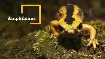 Free download 6a5 Amphibians (no voice) video and edit with RedcoolMedia movie maker MovieStudio video editor online and AudioStudio audio editor onlin