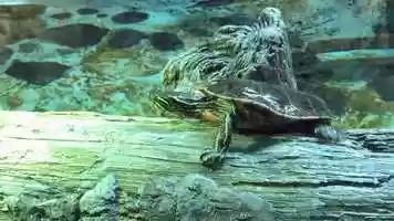 Free download 6b4 Turtle (no sound) video and edit with RedcoolMedia movie maker MovieStudio video editor online and AudioStudio audio editor onlin