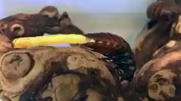 Free download 6c3 Cockroach Birth (no voice) video and edit with RedcoolMedia MovieStudio video editor online and AudioStudio audio editor onlin