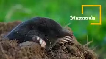 Free download 6c4 Mammals (no voice) video and edit with RedcoolMedia movie maker MovieStudio video editor online and AudioStudio audio editor onlin