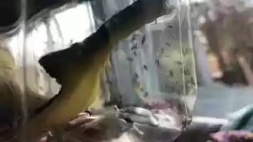 Free download 7b1 Fruitfly Catch (no voice, flies bouncing off plastic) video and edit with RedcoolMedia movie maker MovieStudio video editor online and AudioStudio audio editor onlin