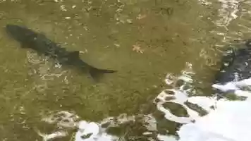 Free download 7b3 Sturgeon (no voice) video and edit with RedcoolMedia MovieStudio video editor online and AudioStudio audio editor onlin