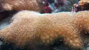 Free download 7c3 Coral (no sound) video and edit with RedcoolMedia movie maker MovieStudio video editor online and AudioStudio audio editor onlin