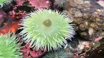 Free download 7c5 Anemone Touch Pool video and edit with RedcoolMedia MovieStudio video editor online and AudioStudio audio editor onlin