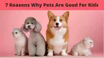 Free download 7 Reasons Why Pets Are Good For Kids video and edit with RedcoolMedia movie maker MovieStudio video editor online and AudioStudio audio editor onlin