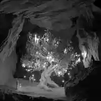 Free download 80/20 Gallery: Firefly Tree video and edit with RedcoolMedia movie maker MovieStudio video editor online and AudioStudio audio editor onlin