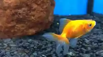 Free download 8a3 Goldfish (no sound) video and edit with RedcoolMedia movie maker MovieStudio video editor online and AudioStudio audio editor onlin