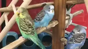 Free download 8c1 Budgerigar Birds video and edit with RedcoolMedia movie maker MovieStudio video editor online and AudioStudio audio editor onlin