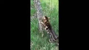 Free download 9a1 Cat Scratching Tree (no voice) video and edit with RedcoolMedia MovieStudio video editor online and AudioStudio audio editor onlin