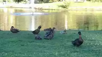 Free download 9a1 Duck Pond b(no voice) video and edit with RedcoolMedia movie maker MovieStudio video editor online and AudioStudio audio editor onlin