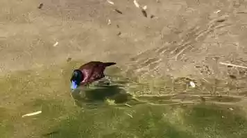 Free download 9a2 Duck Blue Bill (no sound) video and edit with RedcoolMedia MovieStudio video editor online and AudioStudio audio editor onlin