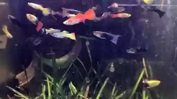 Free download 9a5 Guppy Males (no sound) video and edit with RedcoolMedia movie maker MovieStudio video editor online and AudioStudio audio editor onlin