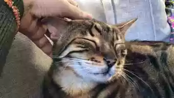 Free download 9c3 Petting Tanjiro (no voice) video and edit with RedcoolMedia MovieStudio video editor online and AudioStudio audio editor onlin