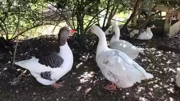 Free download 9c3 Snow Geese Vocalizing (no voice, just geese) video and edit with RedcoolMedia MovieStudio video editor online and AudioStudio audio editor onlin