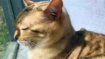 Free download 9c3 Vladi Purring (no voice) video and edit with RedcoolMedia movie maker MovieStudio video editor online and AudioStudio audio editor onlin