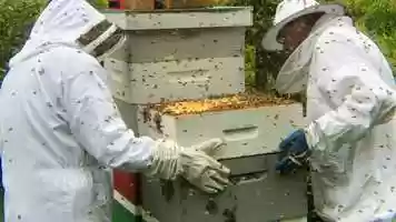 Free download 9c4 Angry Bees (no voice, Bzzzzzzz) video and edit with RedcoolMedia movie maker MovieStudio video editor online and AudioStudio audio editor onlin