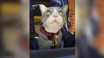 Free download A cat and his stroller video and edit with RedcoolMedia movie maker MovieStudio video editor online and AudioStudio audio editor onlin