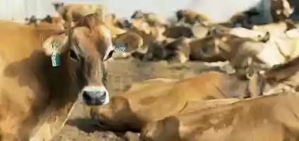 Free download ACJ | #QUDATEENCASA | CHAPINFILMS video and edit with RedcoolMedia movie maker MovieStudio video editor online and AudioStudio audio editor onlin