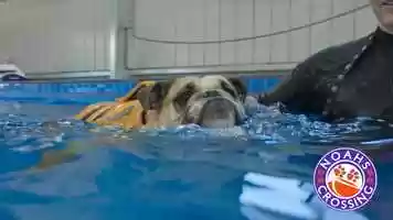 Free download Adelaide Social Media Content - Vets video and edit with RedcoolMedia movie maker MovieStudio video editor online and AudioStudio audio editor onlin