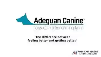 Free download Adequan Canine MOA Video Jan 2020 video and edit with RedcoolMedia movie maker MovieStudio video editor online and AudioStudio audio editor onlin