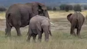 Free download Adopt The Elephant Family video and edit with RedcoolMedia movie maker MovieStudio video editor online and AudioStudio audio editor onlin