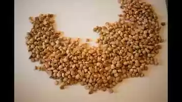 Free download Adriana_Capocelli_Shelley-Animation video and edit with RedcoolMedia movie maker MovieStudio video editor online and AudioStudio audio editor onlin