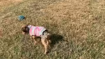 Free download ADR Melody Gardot video and edit with RedcoolMedia movie maker MovieStudio video editor online and AudioStudio audio editor onlin