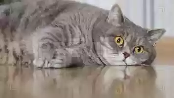 Free download A Fat Cat Stock Video video and edit with RedcoolMedia movie maker MovieStudio video editor online and AudioStudio audio editor onlin