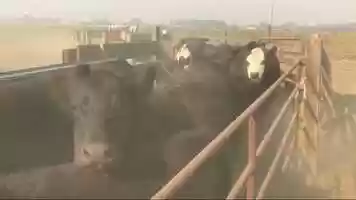 Free download AFIAs Beef Calf Nutrition Tips video and edit with RedcoolMedia movie maker MovieStudio video editor online and AudioStudio audio editor onlin