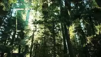 Free download A forest video and edit with RedcoolMedia movie maker MovieStudio video editor online and AudioStudio audio editor onlin