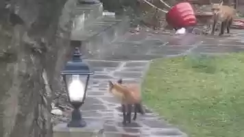 Free download AI (Animal Inspector) Investigates winter games... by Akwelle Vallis video and edit with RedcoolMedia movie maker MovieStudio video editor online and AudioStudio audio editor onlin