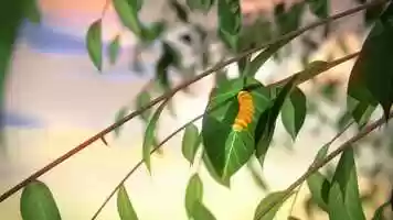 Free download Alcosan Leaf - Animal Version video and edit with RedcoolMedia movie maker MovieStudio video editor online and AudioStudio audio editor onlin