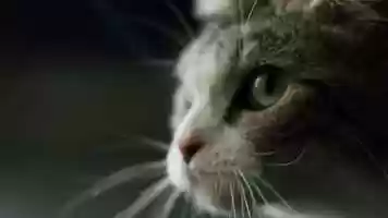 Free download Allegra - Fighting Talks - Directors Cut video and edit with RedcoolMedia movie maker MovieStudio video editor online and AudioStudio audio editor onlin