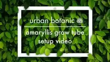 Free download Amaryllis Grow Tube Setup - Urban Botanic video and edit with RedcoolMedia movie maker MovieStudio video editor online and AudioStudio audio editor onlin