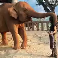 Free download Amazing Animal Hugs video and edit with RedcoolMedia movie maker MovieStudio video editor online and AudioStudio audio editor onlin
