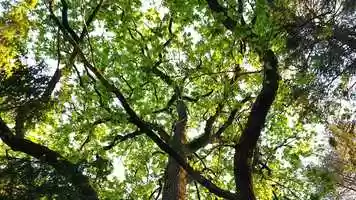 Free download Ambient piano with string ensamble slideshow video and edit with RedcoolMedia movie maker MovieStudio video editor online and AudioStudio audio editor onlin