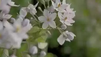 Free download Amly Film (web) video and edit with RedcoolMedia movie maker MovieStudio video editor online and AudioStudio audio editor onlin