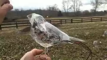 Free download Analog electronic pretty bird sculpture video and edit with RedcoolMedia movie maker MovieStudio video editor online and AudioStudio audio editor onlin