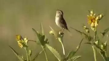 Free download Ana Maria Moore video and edit with RedcoolMedia movie maker MovieStudio video editor online and AudioStudio audio editor onlin