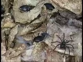 Free download Animals Exoticos video and edit with RedcoolMedia movie maker MovieStudio video editor online and AudioStudio audio editor onlin