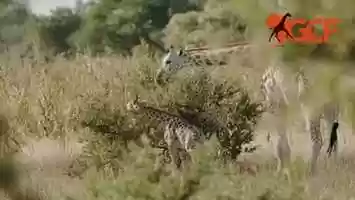 Free download Animal Stories - Giraffe video and edit with RedcoolMedia movie maker MovieStudio video editor online and AudioStudio audio editor onlin