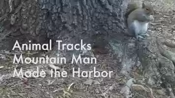 Free download Animal Tracks with Squirrels video and edit with RedcoolMedia movie maker MovieStudio video editor online and AudioStudio audio editor onlin