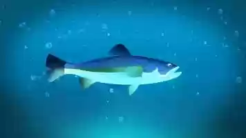 Free download Animated fish video and edit with RedcoolMedia movie maker MovieStudio video editor online and AudioStudio audio editor onlin