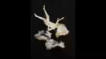 Free download Animation project video and edit with RedcoolMedia movie maker MovieStudio video editor online and AudioStudio audio editor onlin