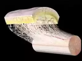 Free download ANIMATION TENDON SURFACE GLIDING SYSTEM FIBRILLAR NETWORK FIBER  MOVEMENT FLEXION EXTENSION SKIN ROTATION video and edit with RedcoolMedia movie maker MovieStudio video editor online and AudioStudio audio editor onlin