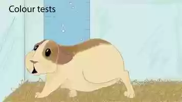 Free download Animation Tests for FMP video and edit with RedcoolMedia movie maker MovieStudio video editor online and AudioStudio audio editor onlin