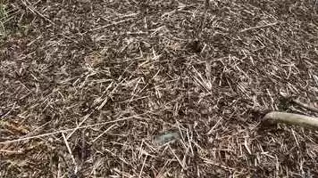 Free download Ant Hill video and edit with RedcoolMedia movie maker MovieStudio video editor online and AudioStudio audio editor onlin